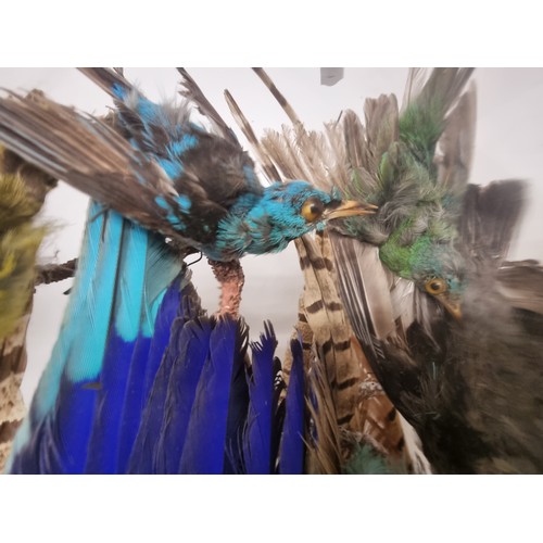 199 - Star Lot: A truly stunning taxidermy display of birds. The centrepiece consists of and Indian Roller... 