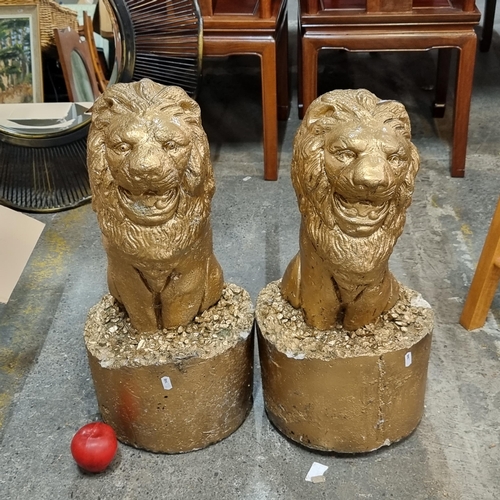 750 - Two heavy cast reconstituted stone seated lion figures, mouth open in a roar and in a gold finish.