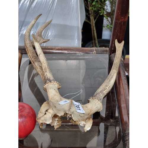 781 - A striking partial deer skull; a wonderful looking piece with fabulous antlers fully intact.