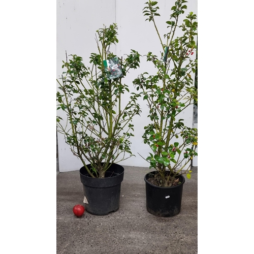 804 - Two mature potted Ilex meservae Heckenfee holly bushes in good quality plastic planters.