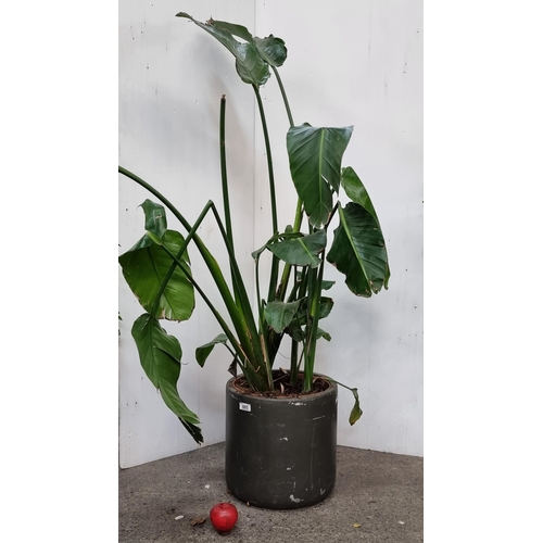 805 - A mature large Strelitzia Nicolai plant in a heavy duty grey planter.