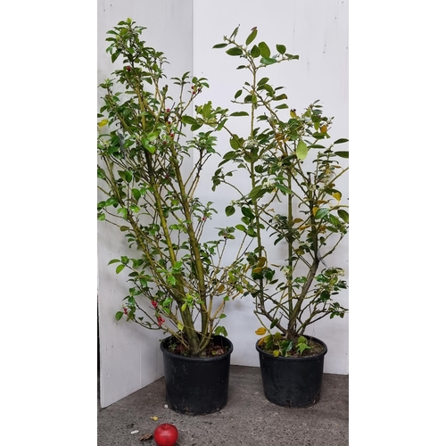 806 - Two Ilex Xmeserveae 'Blue Princess' plants in nursing planters.