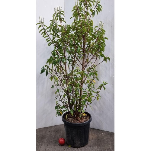 807 - A mature Prunus Lusitanica (Portuguese Laurel) bush in a heavy duty plastic planter.