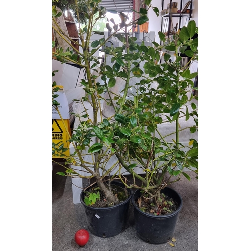 808 - Two mature Ilex Xmeserveae 'Blue Princess' plants in nursing planters.