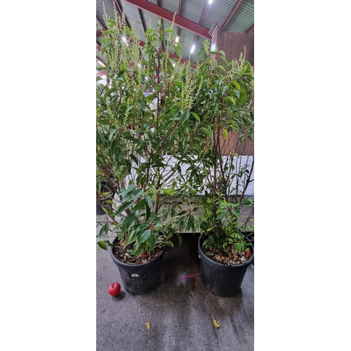 809 - Two large mature Prunus Lusitanica (Portuguese Laurel) bushes in heavy duty plastic planters.