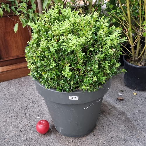 810 - A Buxus Sempervirens (Common Box) bush in a gray heavy duty plastic planter.