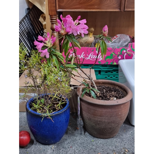 811 - A Rhododendron Hybrid Ponticum Graziella plant blossoming with bright pink flowers. In a nice terrac... 