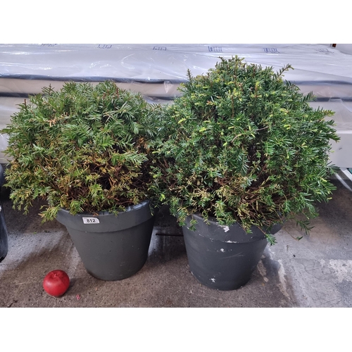 812 - Two Taxus Baccata ball (English Yew) bushes in heavy duty plastic planters.