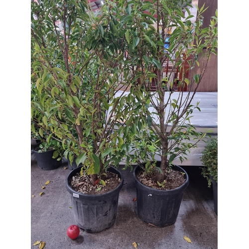 813 - Two mature large Prunus Lusitanica (Portuguese Laurel) bushes in heavy duty plastic planters.