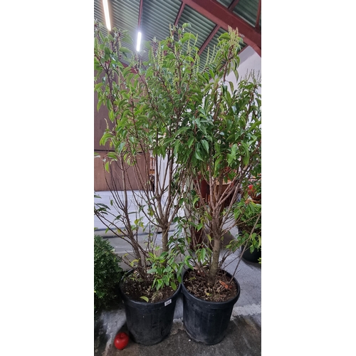 814 - Two tall Prunus Lusitanica (Portuguese Laurel) bushes in heavy duty plastic planters.