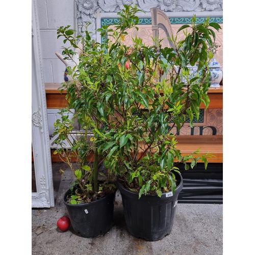 815 - Two tall mature potted Ilex meservae Heckenfee holly bushes in good quality plastic planters.