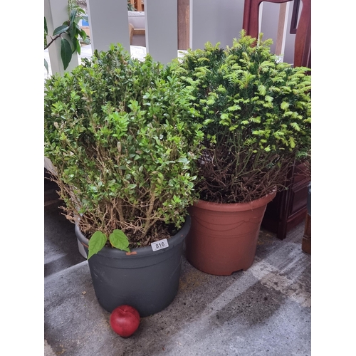 816 - Two bushes including a Taxus Baccata ball (English Yew) bush and a Buxus Sempervirens (Common Box) b... 