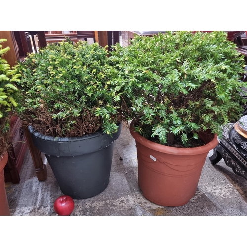 817 - Two Taxus Baccata ball (English Yew) bushes in heavy duty plastic planters.