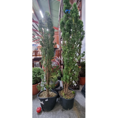 818 - Two mature very tall Taxus Baccata 'Fastigiata' trees in heavy duty nursery planters.