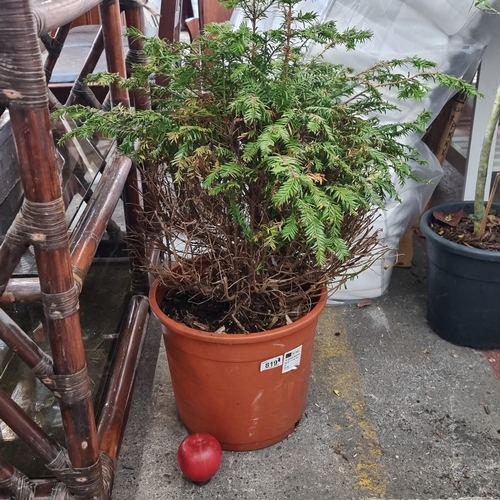 819 - A Cupressus Sempervirens bush in nursery planter.