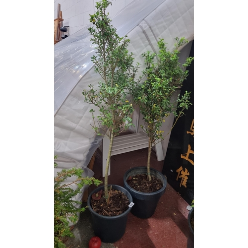 820 - A pair of box holly trees in heavy duty plastic planters.