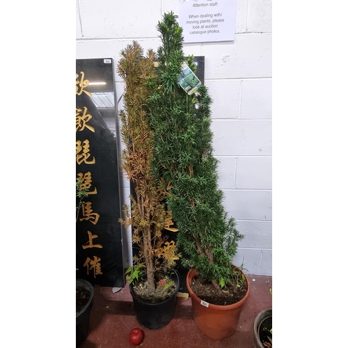 821 - Two mature Taxus Baccata 'Fastigiata' trees in heavy duty plastic planters.