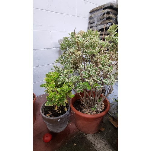 822 - Two Euonymus japonicus plants with one in a reconstituted stone planter and another in a heavy duty ... 