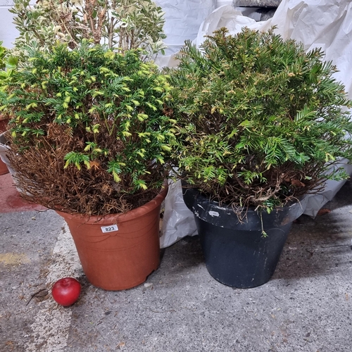 823 - Two Taxus Baccata ball (English Yew) bushes in heavy duty plastic planters.