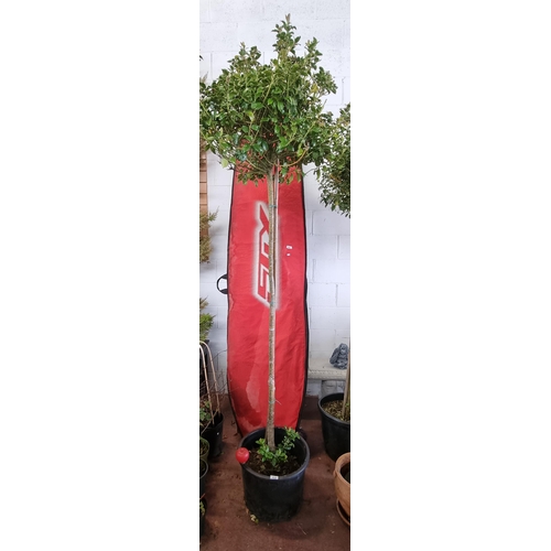 854 - A fantastic large mature example of a ilex meserveae blue maid (holly tree). Held in a high quality ... 