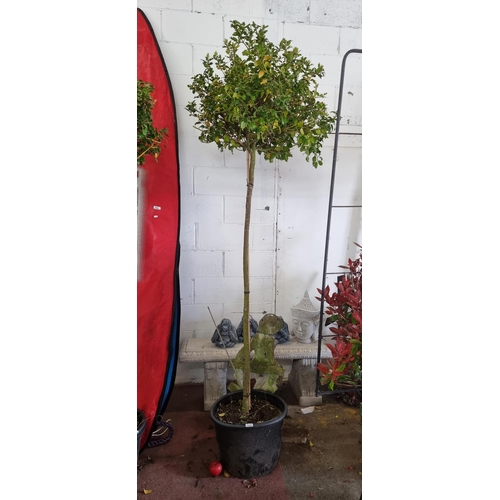 856 - A fantastic mature example of a ilex meserveae blue maid (holly tree). Held in a high quality heavy ... 