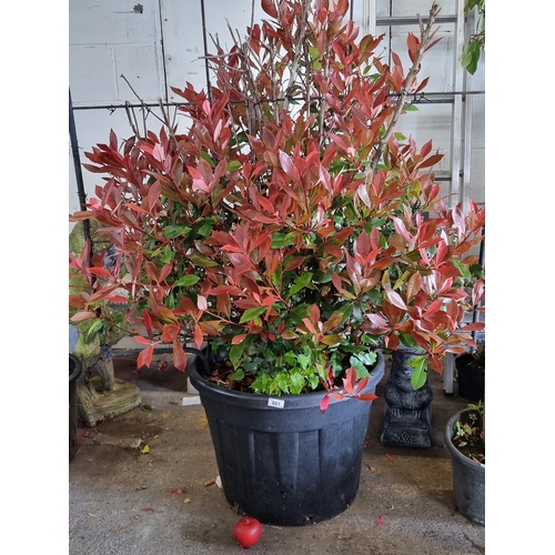 861 - A brilliant large Photinia Red Robin bush (Photinia x fraseri), this is a dense, evergreen shrub wit... 