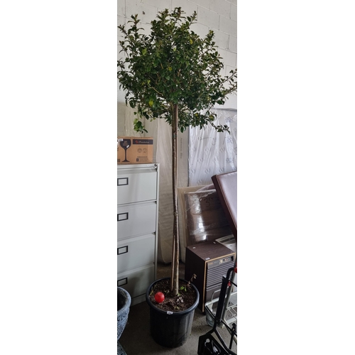 862 - A fantastic mature example of a ilex meserveae blue maid (holly tree). Held in a high quality heavy ... 