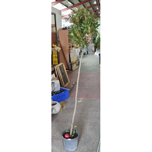 865 - A lovely tall Bay laurel tree in a heavy duty planter. Approx 200cm high.