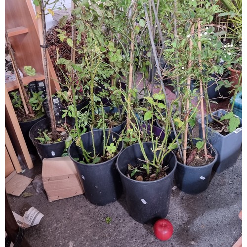 859 - A great lot of twelve live rose plants including a Rosa New Dawn and a jasmine plant. All in small r... 