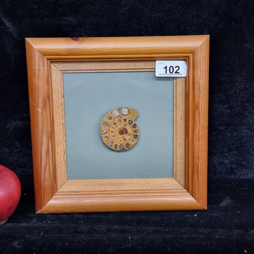 102 - An amazing framed ammonite specimen, a species that existed 65 million years ago. Nicely displayed i... 