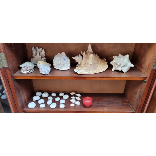 402 - A selection of thirty seashells  in all manner of species and sizes. including a very large conch an... 