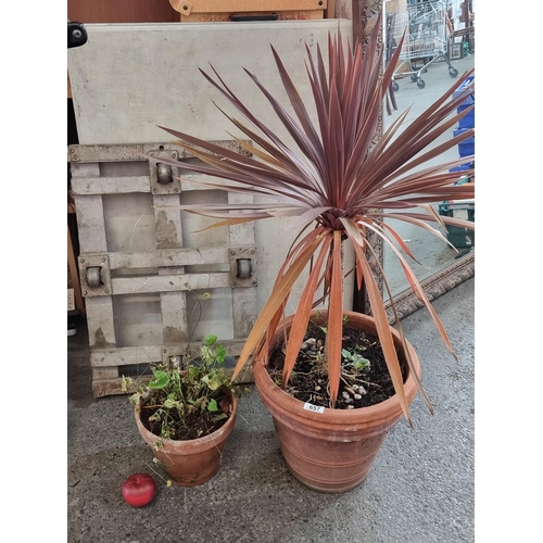 657 - Two terracotta planter pots including one large example with a healthy Red Cordyline tree.