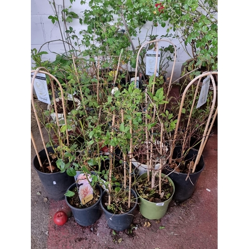 659 - A fantastic selection of approximately twenty-five potted roses for patio and garden. Including a wi... 