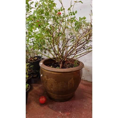 A very large and impressive terracotta planter with Chinese dragon motif and dark olive glaze. Currently planted with a mature red rose which is just getting ready to bloom. Total height with rose H145cm