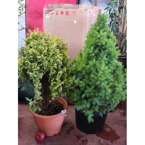 666 - Two mature shrubs including an Arborvitae example along with a Picea Glauca example. Both in good qu... 