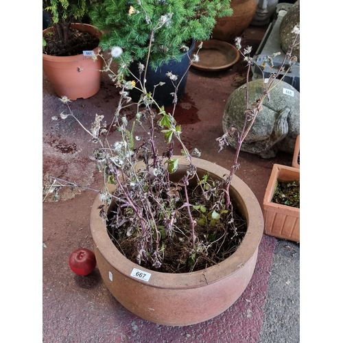 667 - A large round garden terracotta planter. H25cm x D41cm