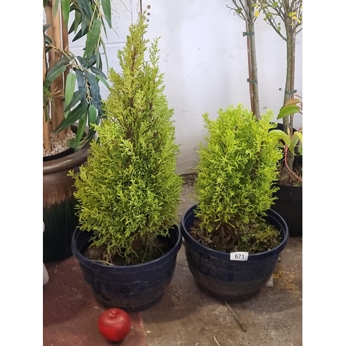 671 - Two Lemon Cypress shrubs held in good quality plastic planters. H69cm