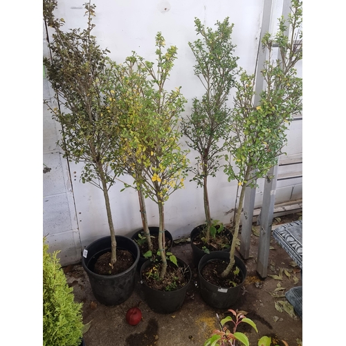 672 - Five mature Ilex Crenata shrubs held in good quality plastic nursery planters. H140cm