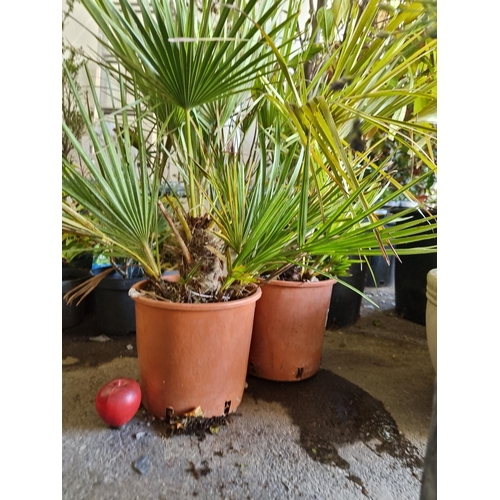 678 - A pair of mature European fan palms held in high quality planters. H80cm