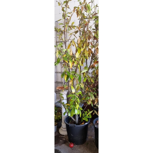 682 - A tall and mature laurel tree held in a good quality plastic planter. H240cm (8 feet Tall so need a ... 