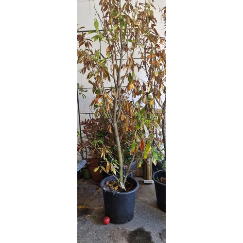 683 - A tall and mature laurel tree held in a good quality plastic planter. H240cm  (8 feet Tall so need a... 