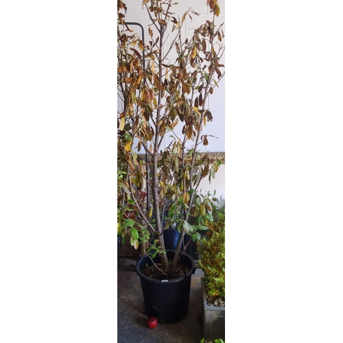 684 - A tall and mature laurel tree held in a good quality plastic planter. H240cm  (8 feet Tall so need a... 