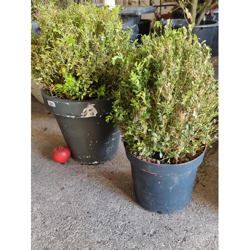 685 - A pair of heavy mature Buxus sempervir (box plants) housed in plastic planters. H55cm and H60cm.