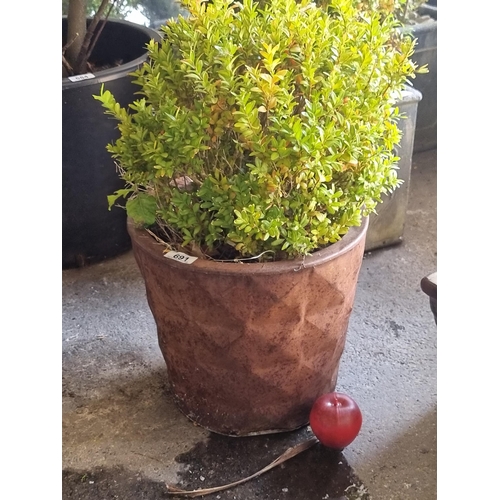 691 - A mature Buxus sempervir (box plants) held in a heavy terracotta planter. H60cm.