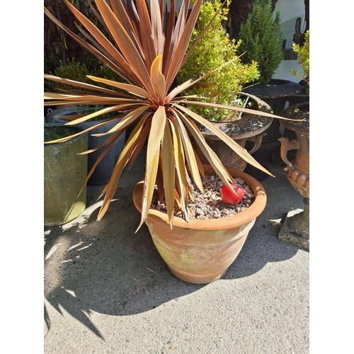 694 - A mature Cordyline Australis 'Red Star' tree held in a heavy terracotta planter. H100cm