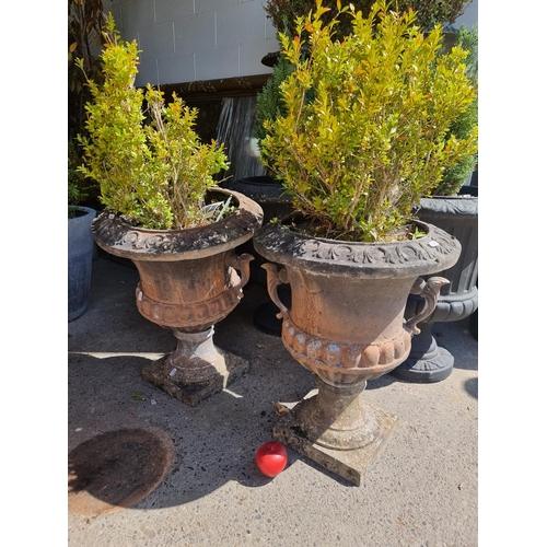 695 - Two mature Buxus sempervir (box plants) held in heavy ornate footed planters in the form of an urn h... 