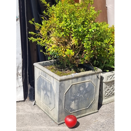 696 - A mature Buxus sempervir (box plant) held in heavy reconstituted stone square planter. H75cm