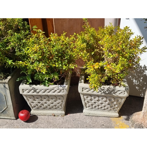 697 - A pair of mature Buxus sempervir (box plants) held in heavy reconstituted stone planters featuring g... 