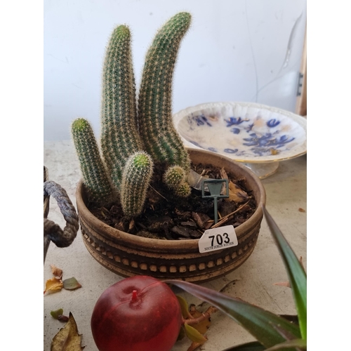 703 - A mature Cleistocactus winteri cactus held in an attractive ceramic planter featuring a geometric bo... 