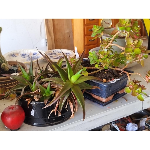 704 - Two potted plants including aloe vera and Kalanchoe Longiflora succulent. Both housed in good qualit... 